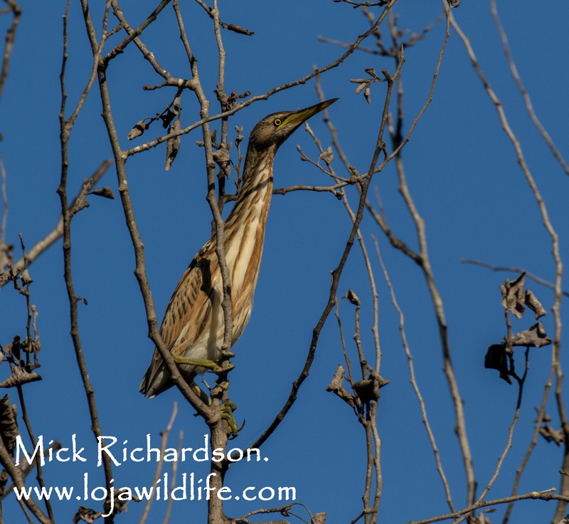 Little Bittern - ML622155184