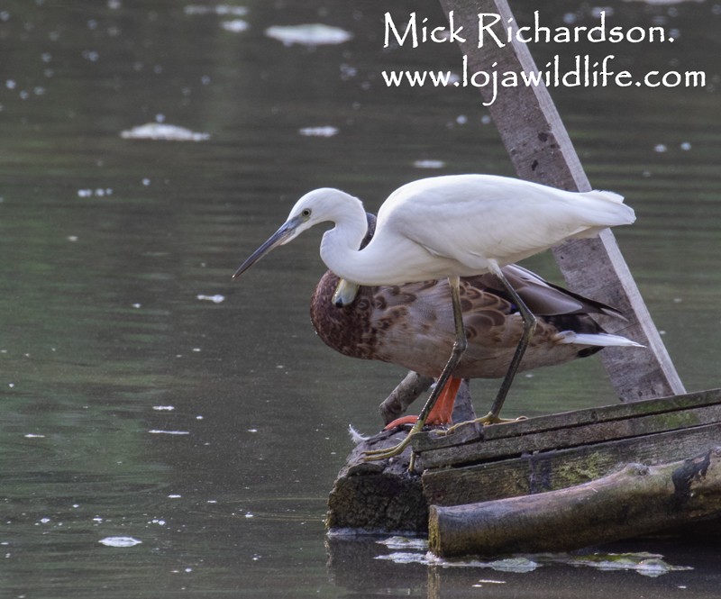 Little Egret - ML622155186