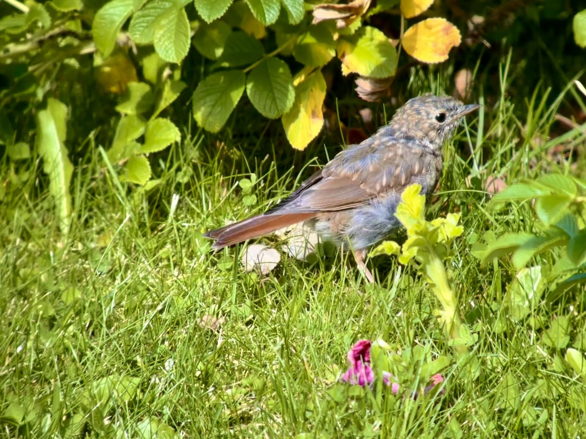 Hermit Thrush - ML622155187