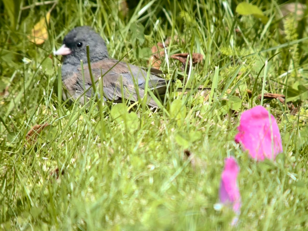 Dark-eyed Junco - ML622155189