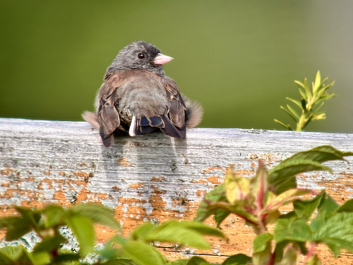 Dark-eyed Junco - Detlef Buettner