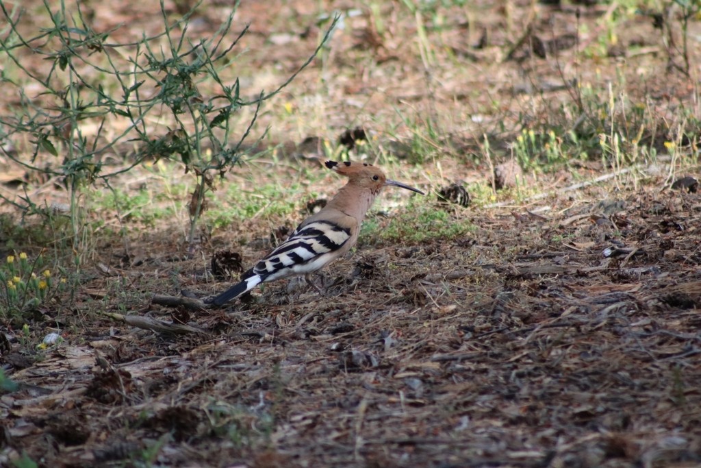 Eurasian Hoopoe - ML622155193