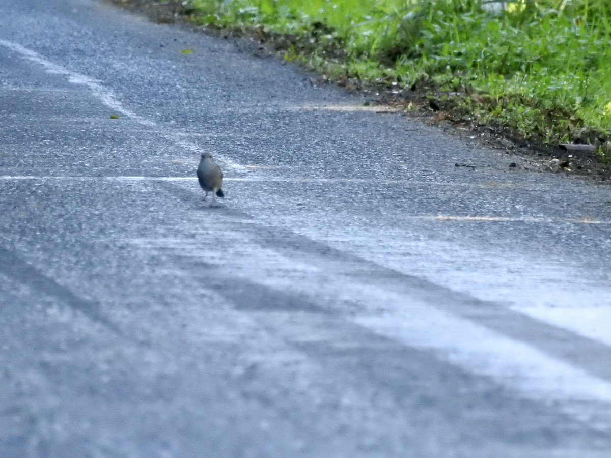 Gray Shrikethrush - ML622155198