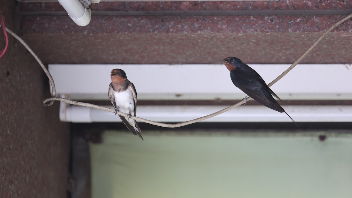 Barn Swallow - Chengheng Hu