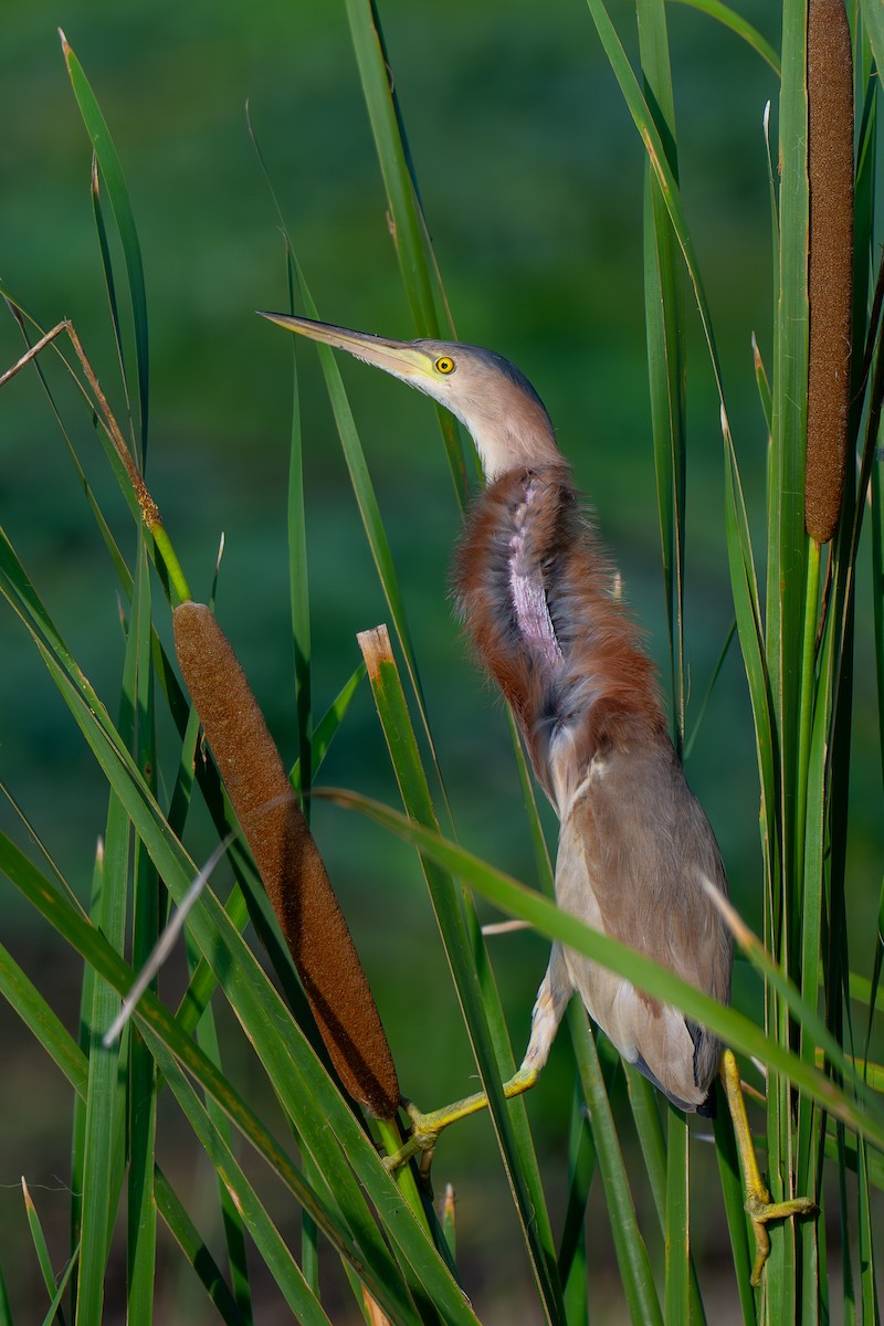 Yellow Bittern - saurabh kalia