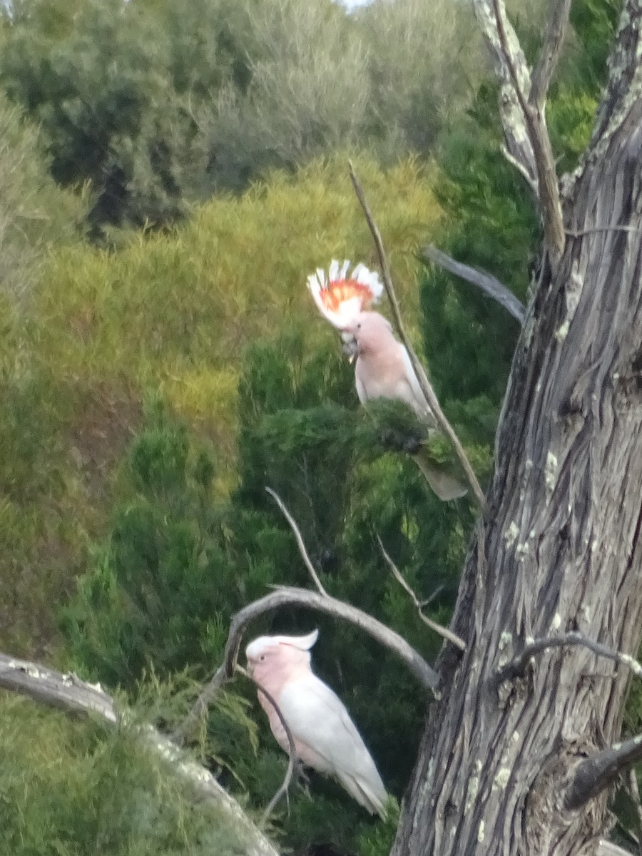 Pembe Kakadu - ML622155225