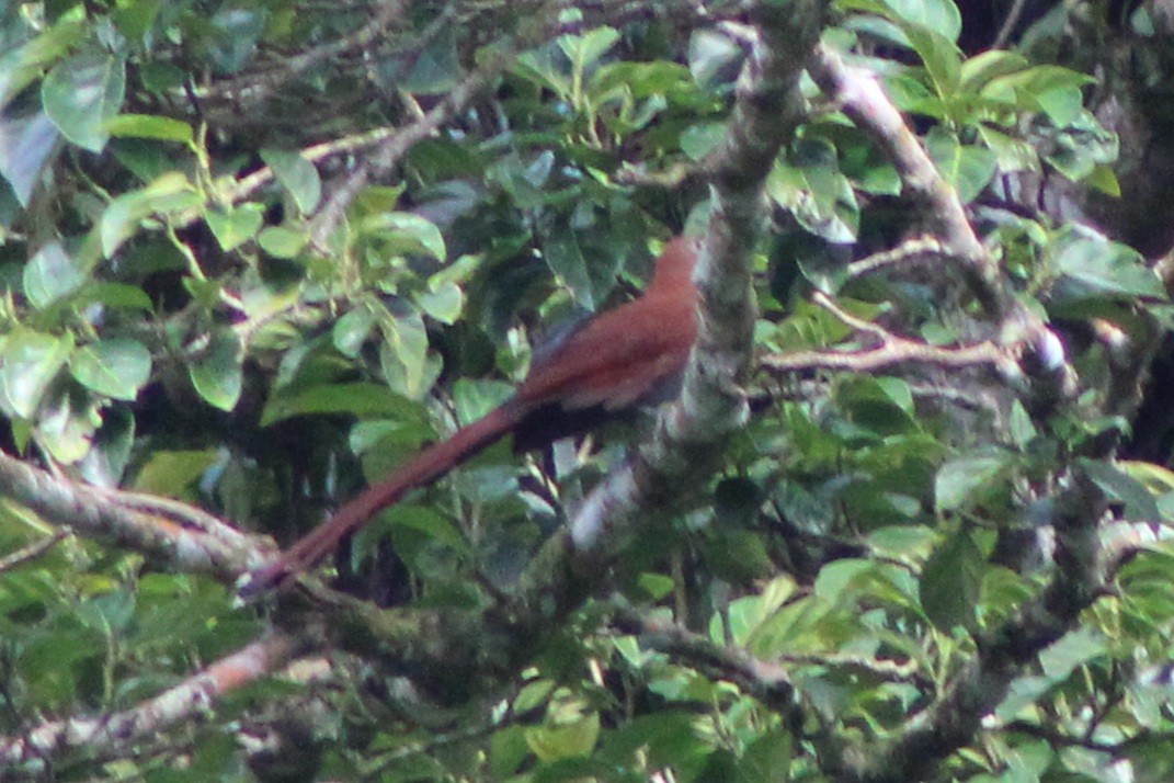 Squirrel Cuckoo (Middle America) - ML622155226