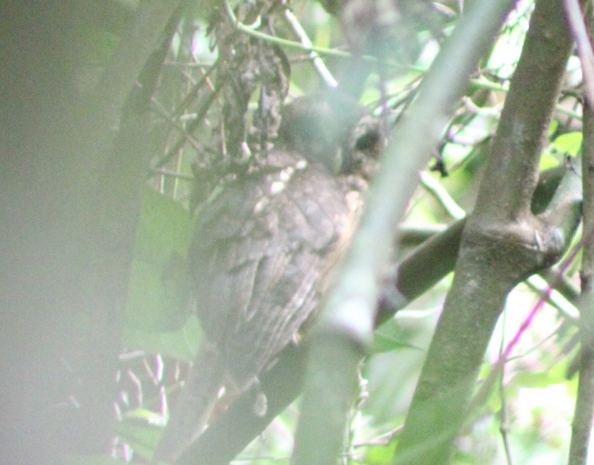 Mottled Owl (Mottled) - Tommy DeBardeleben