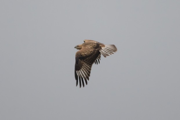 Long-legged Buzzard - ML622155310