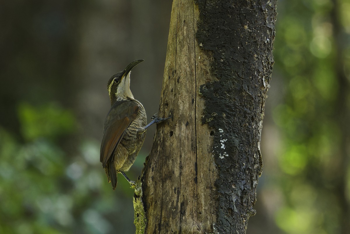 Paradise Riflebird - ML622155326