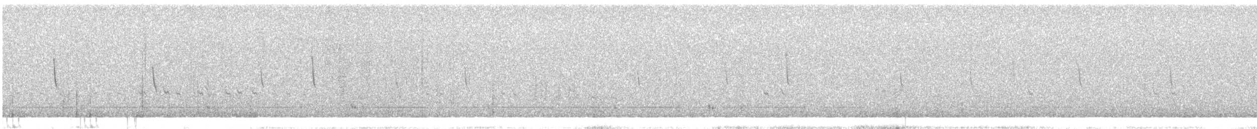 Білолобик чорносмугий - ML622155329