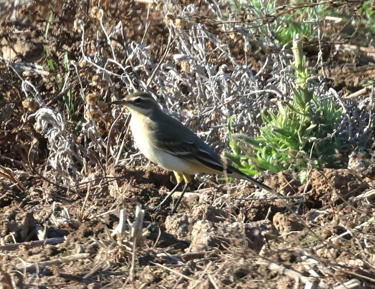 Lavandera Boyera (iberiae) - ML622155344