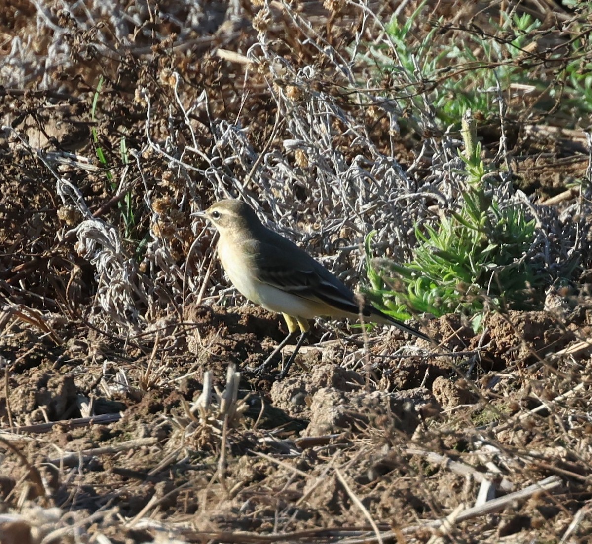 Lavandera Boyera (iberiae) - ML622155345