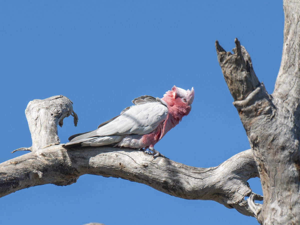 Cacatúa Galah - ML622155349