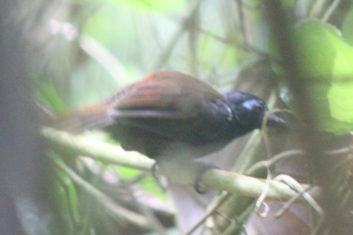 Chestnut-backed Antbird - ML622155350