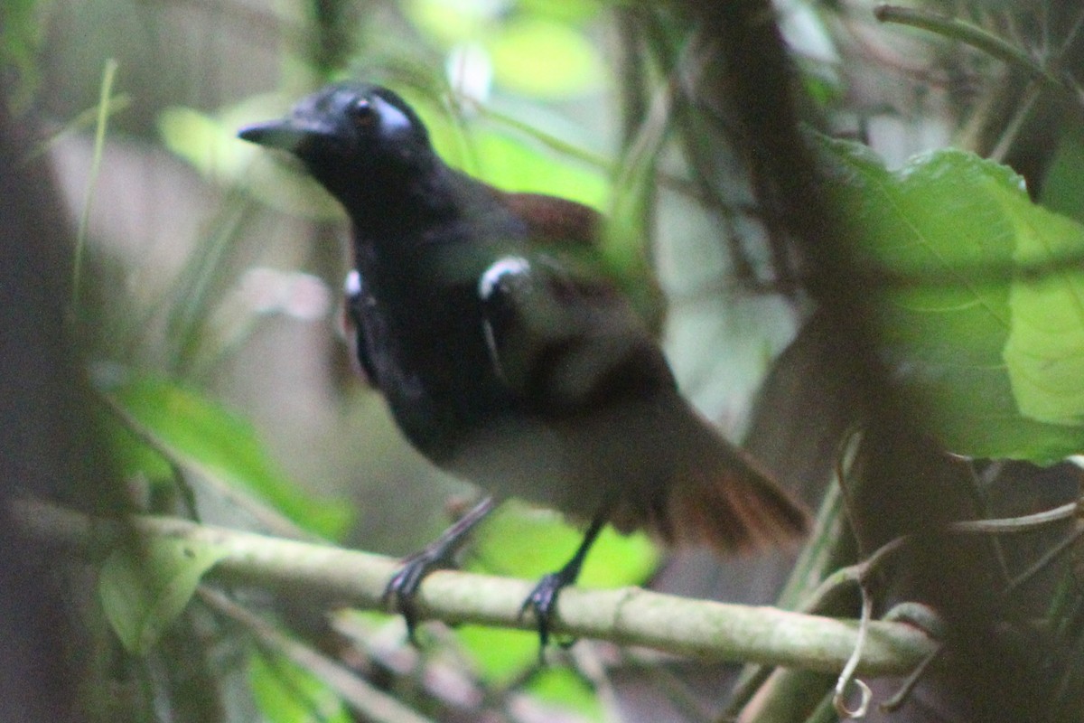 Chestnut-backed Antbird - ML622155351