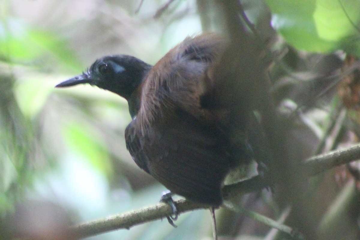 Chestnut-backed Antbird - ML622155352