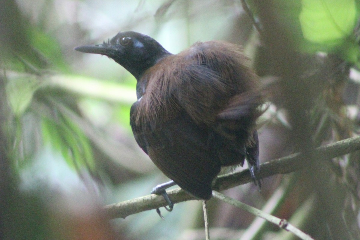 Chestnut-backed Antbird - ML622155353