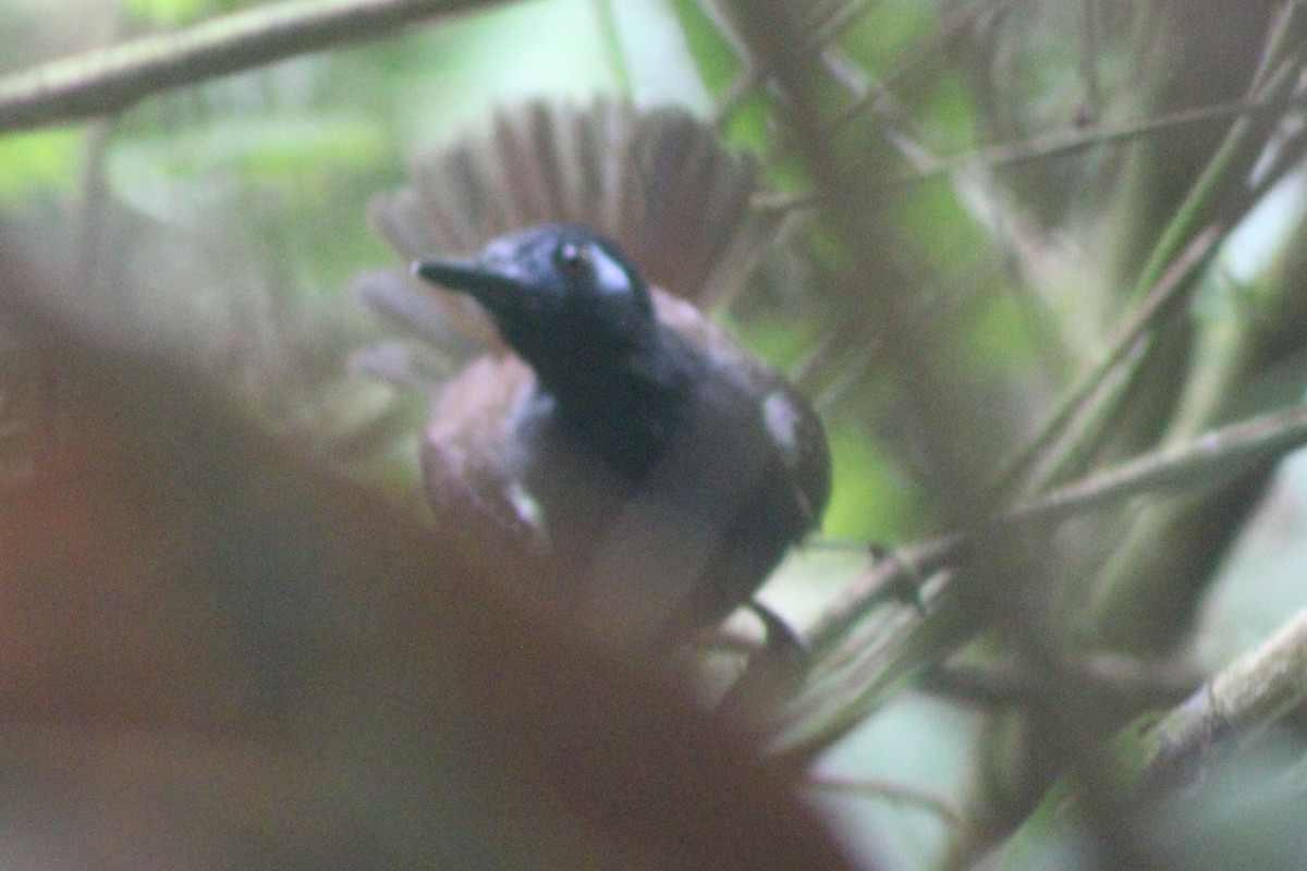 Chestnut-backed Antbird - ML622155354