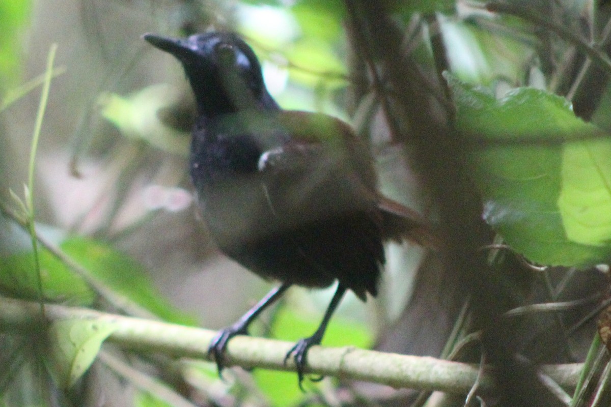 Chestnut-backed Antbird - Tommy DeBardeleben