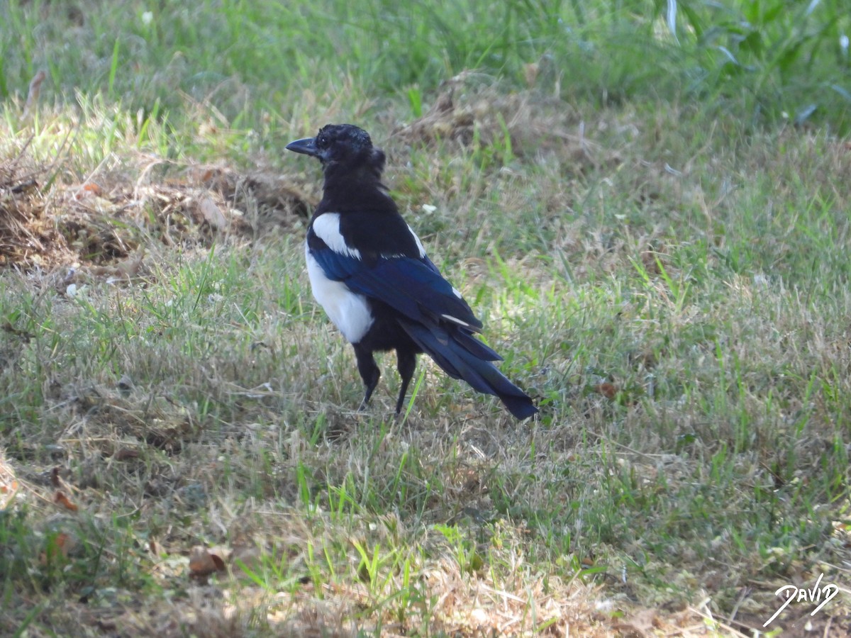 Eurasian Magpie - David Alonso Otero