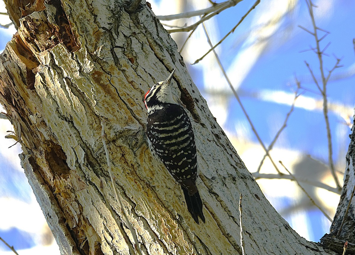 Nuttall's Woodpecker - ML622155373