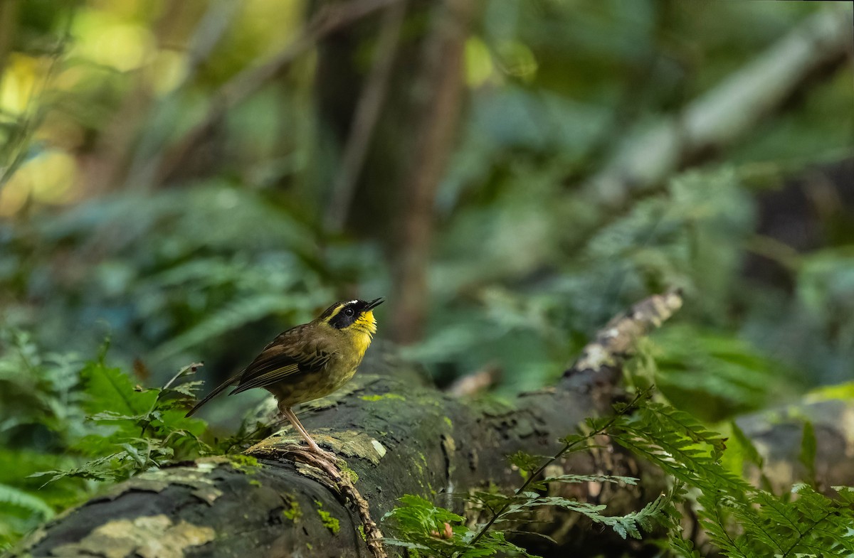 Yellow-throated Scrubwren - ML622155388