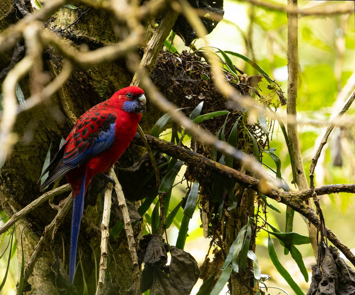 Crimson Rosella - ML622155392