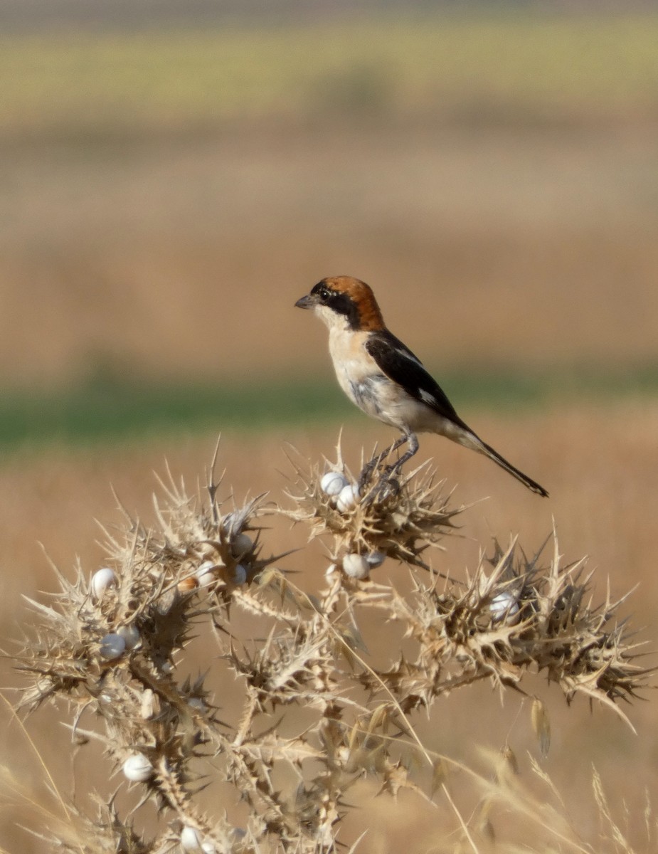 Woodchat Shrike - ML622155394