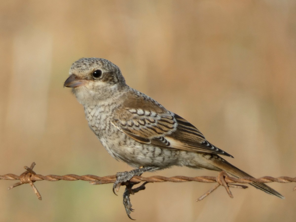 Woodchat Shrike - Peter Milinets-Raby