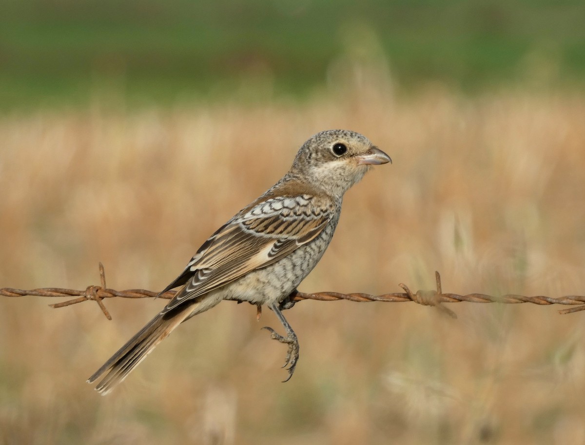 Woodchat Shrike - ML622155396