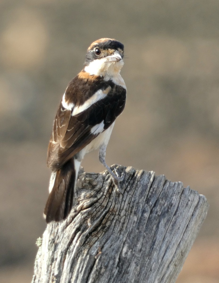 Woodchat Shrike - ML622155397