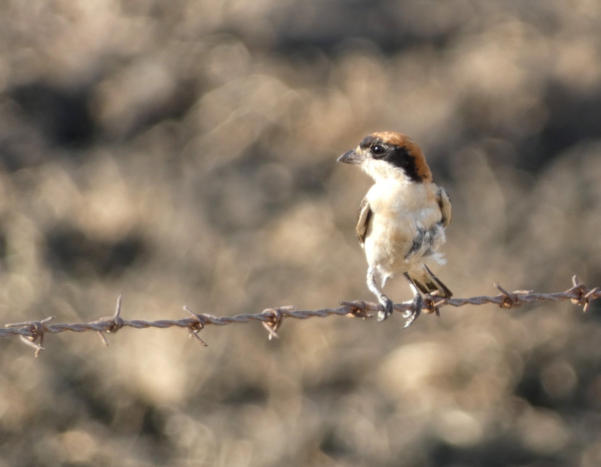 Woodchat Shrike - ML622155398