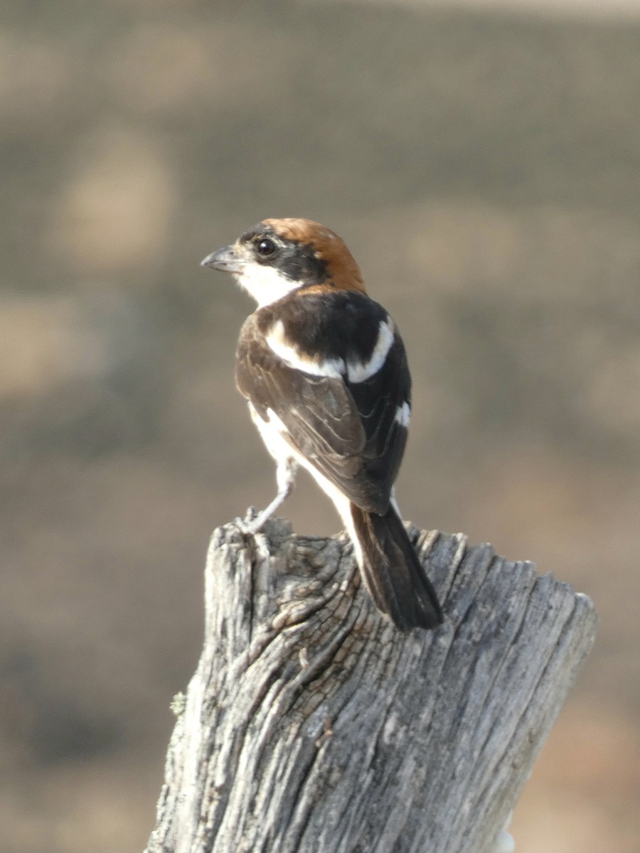 Woodchat Shrike - ML622155399