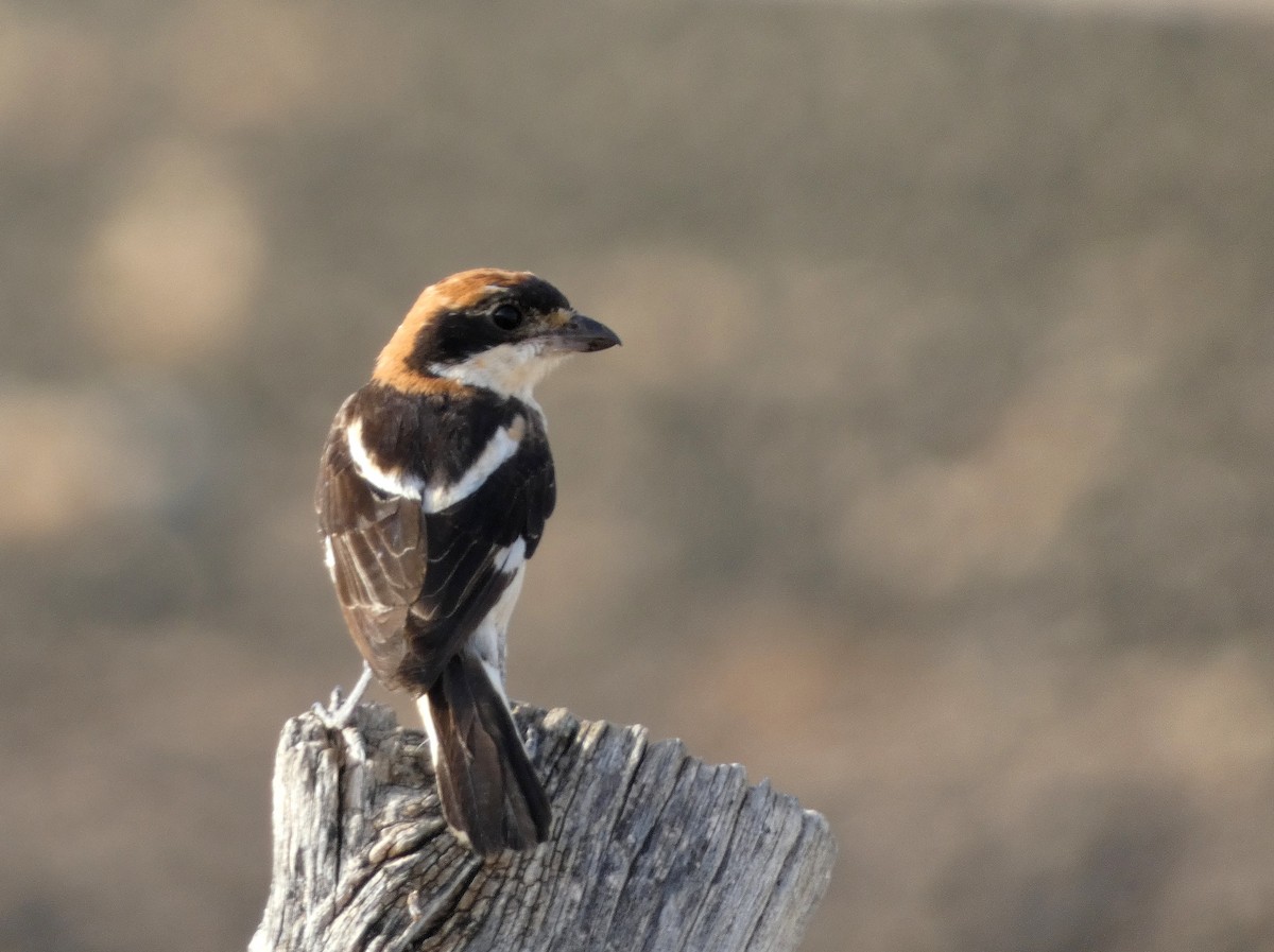 Woodchat Shrike - ML622155400