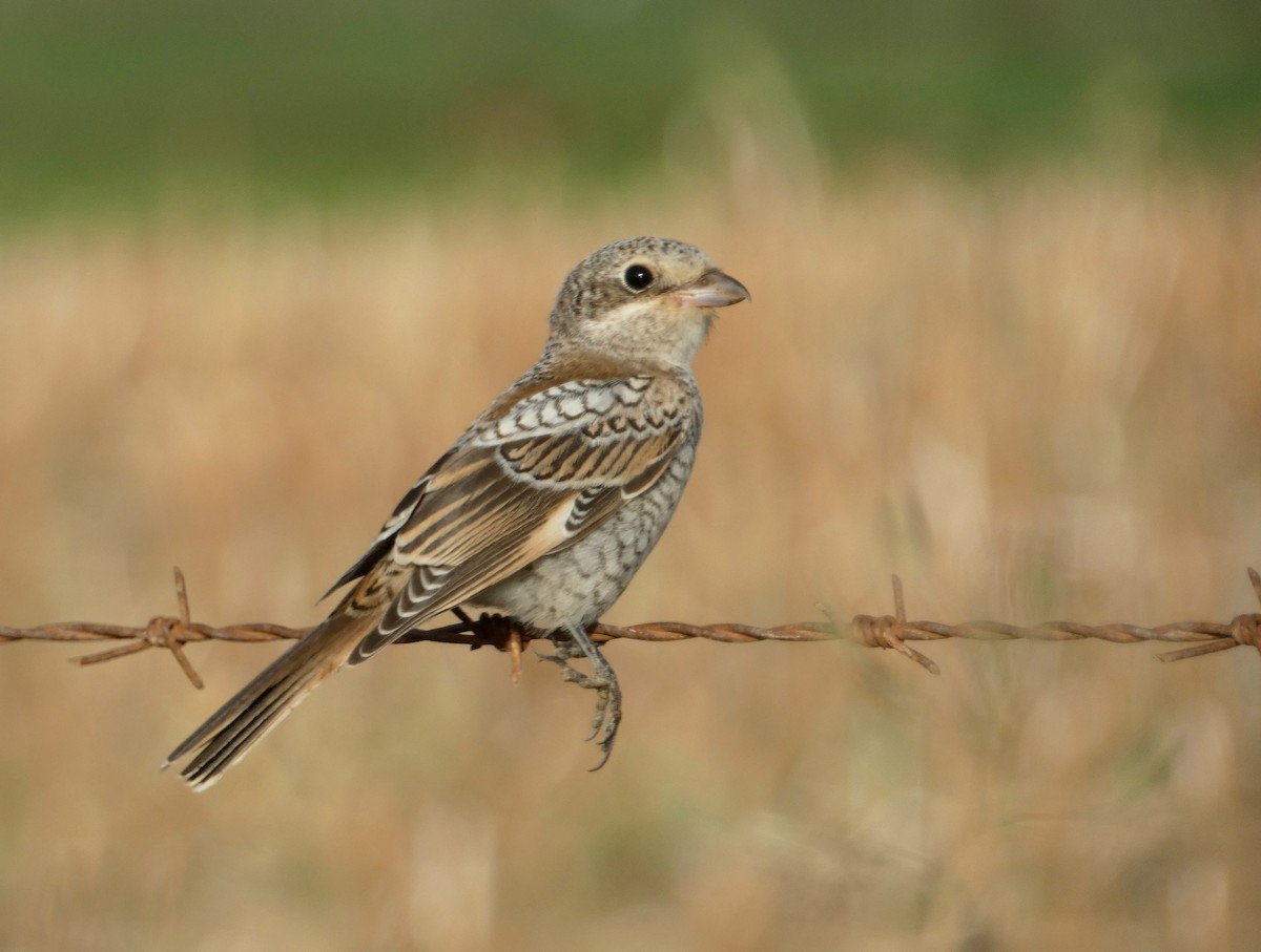 Woodchat Shrike - ML622155401