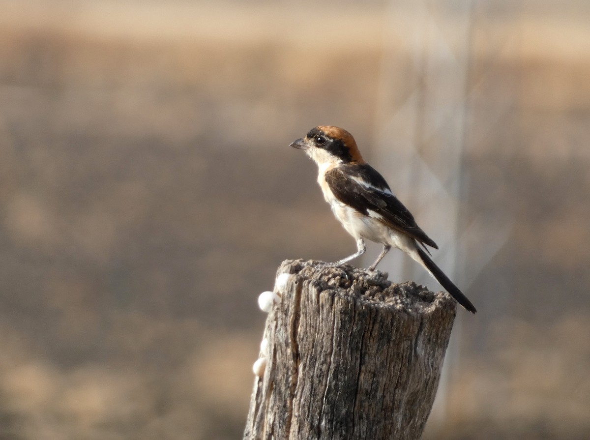 Woodchat Shrike - ML622155402