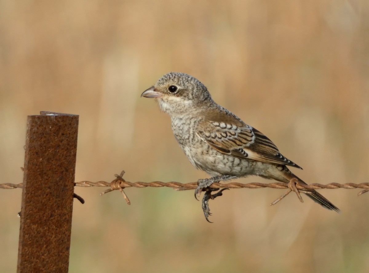 Woodchat Shrike - ML622155403