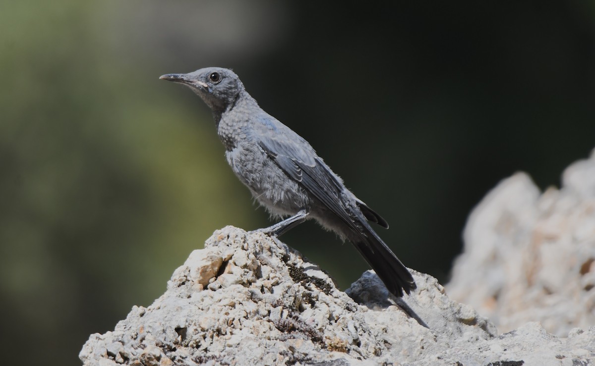 Blue Rock-Thrush - ML622155404