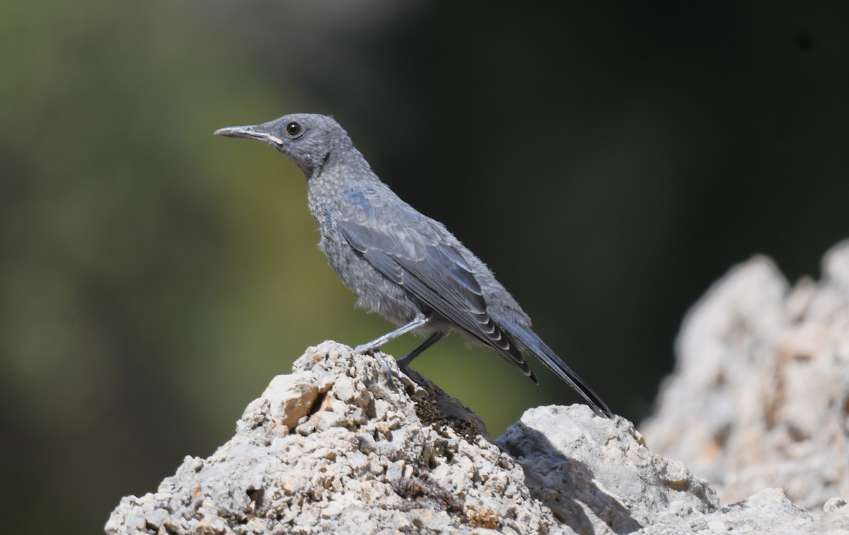 Blue Rock-Thrush - ML622155405