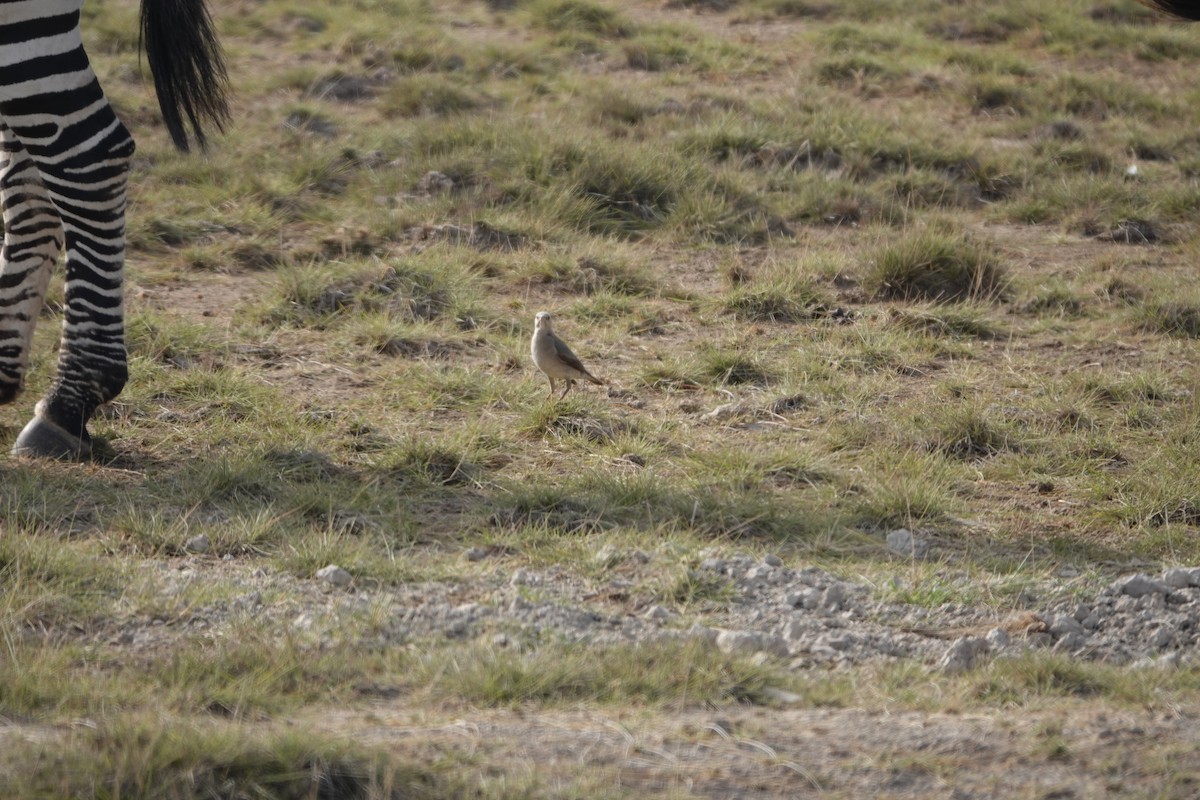 Wattled Starling - ML622155407