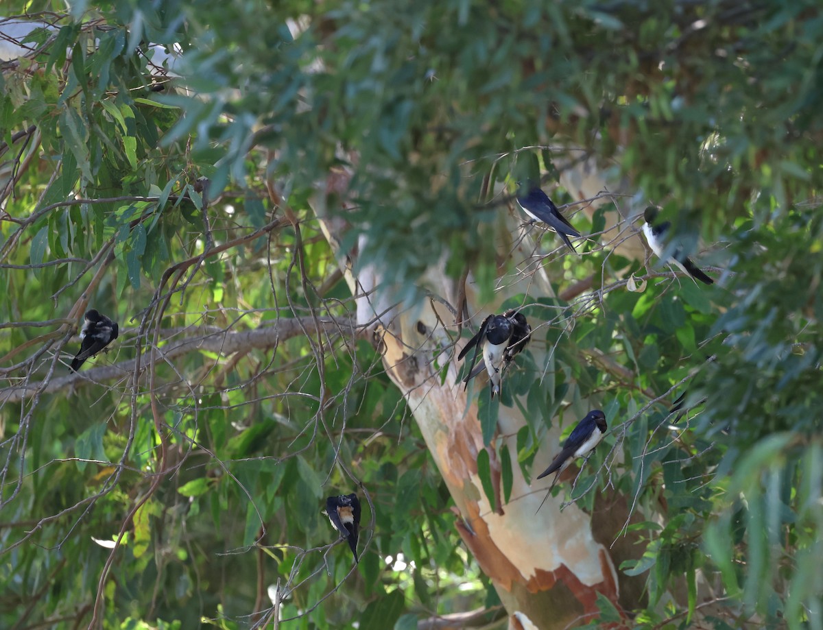 Barn Swallow - Faustino Chamizo Ragel