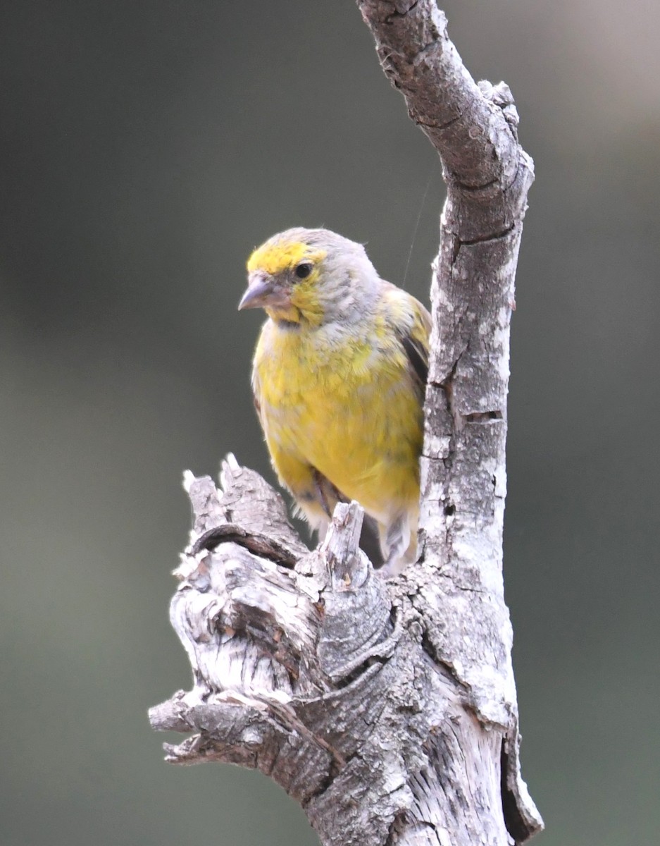 Corsican Finch - ML622155411