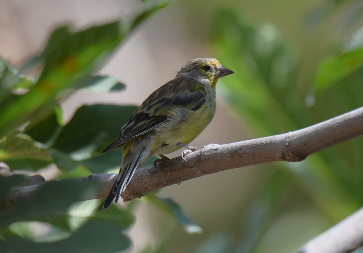 Corsican Finch - ML622155412