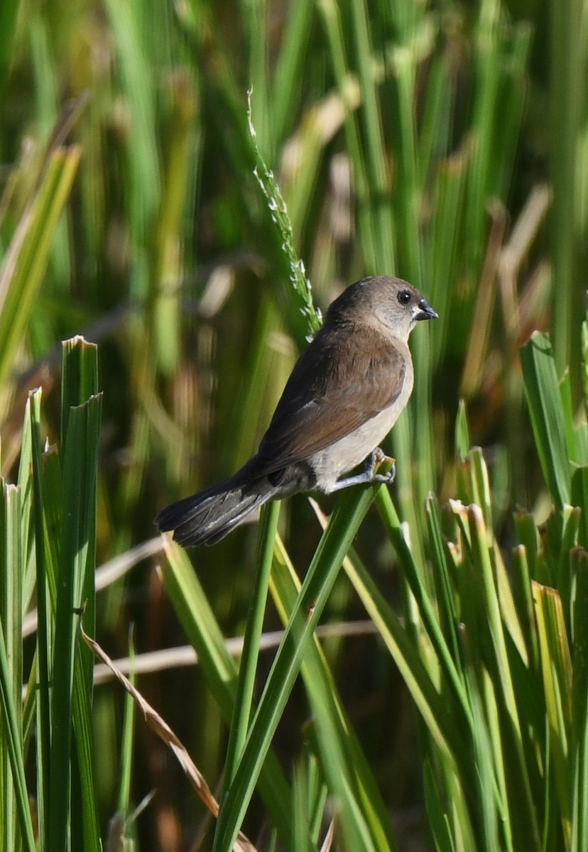 Scaly-breasted Munia - norman wu