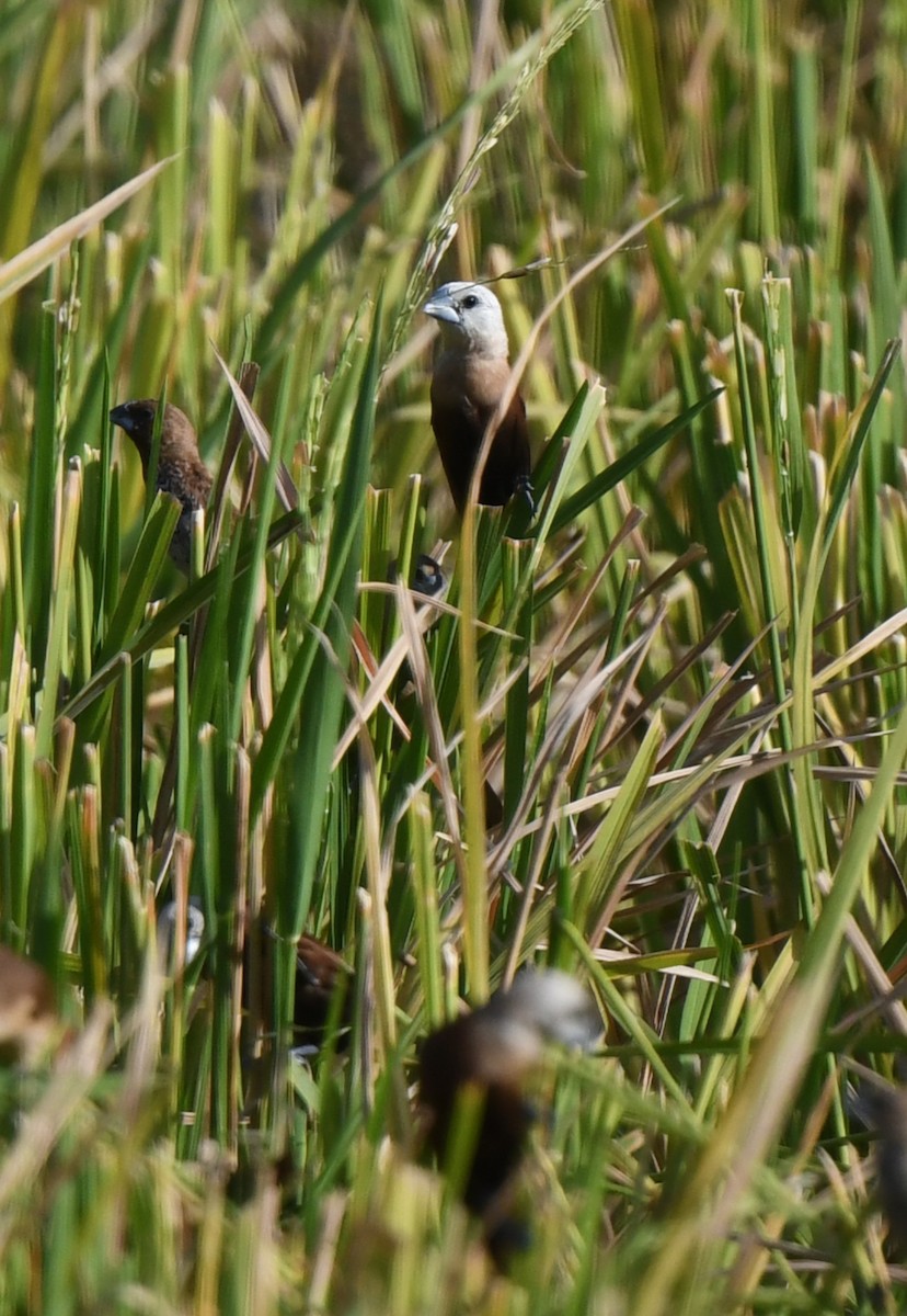 White-headed Munia - ML622155417