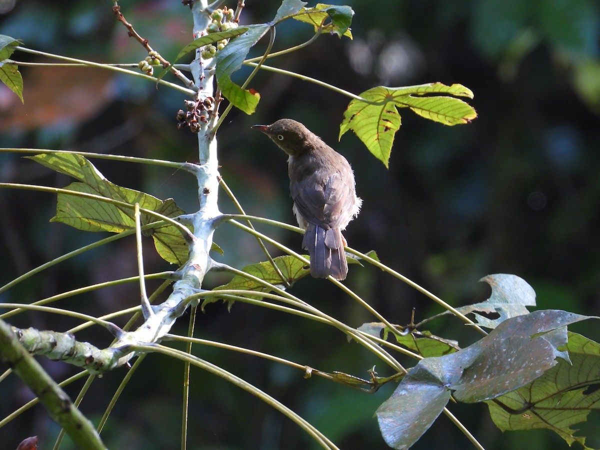 Cream-vented Bulbul - ML622155436