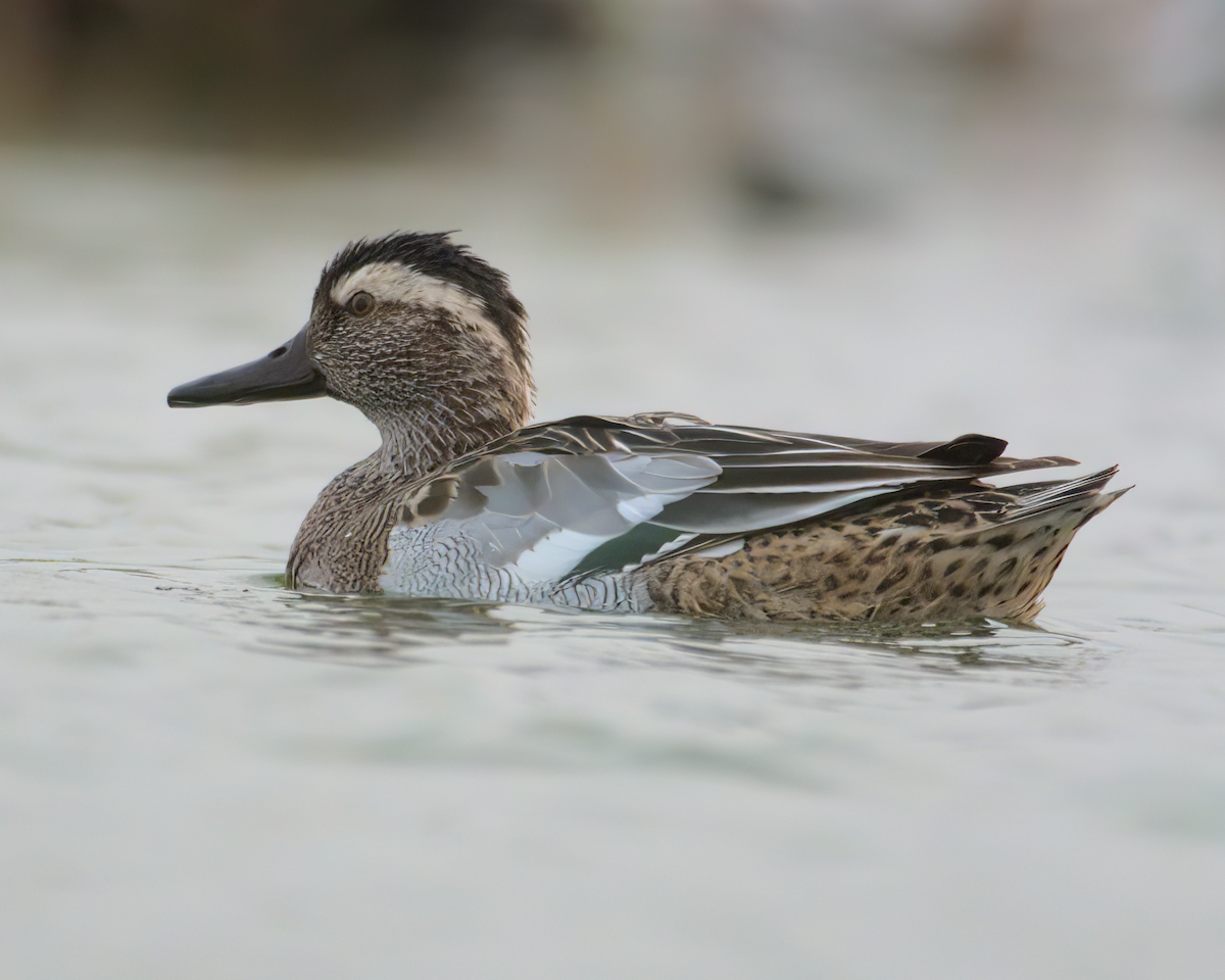 Garganey - ML622155483