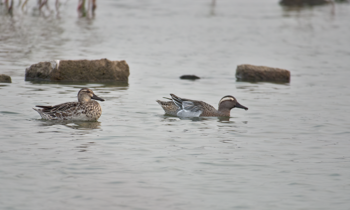 Garganey - ML622155484