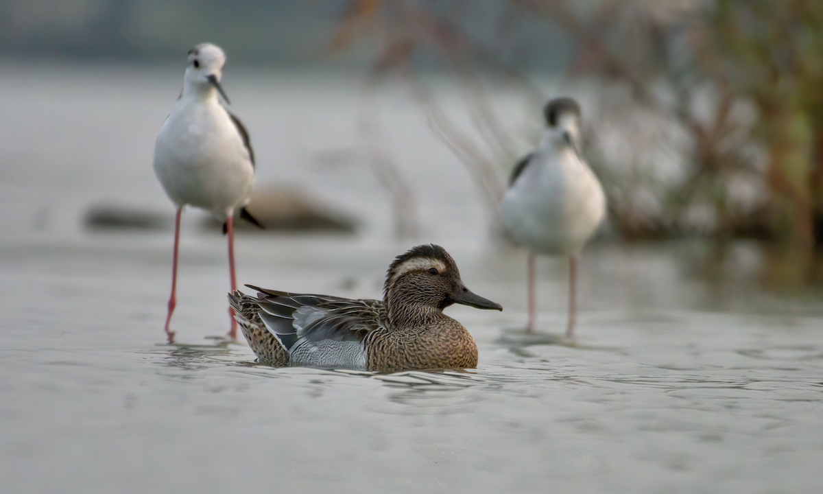 Garganey - ML622155485